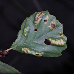 Acalitus brevitarsus