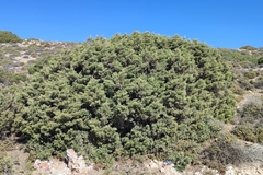 Juniperus turbinata