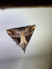 Hypena laceratalis