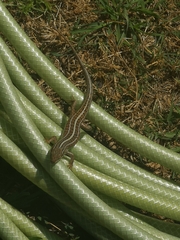 Trachylepis capensis