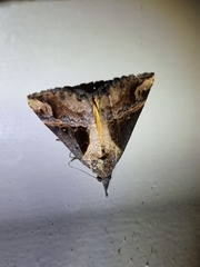 Hypena laceratalis