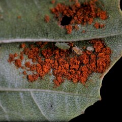 Acalitus brevitarsus