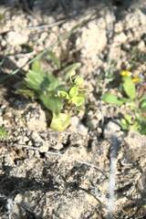 Ophrys bombyliflora