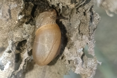 Bradybaena similaris