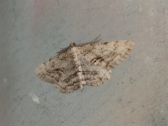 Peribatodes perversaria