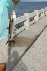 Scomberomorus maculatus