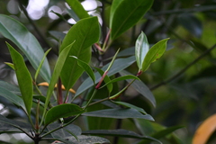 Rhizophora apiculata