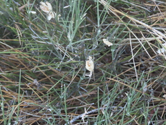 Ephedra