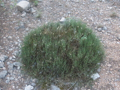 Ephedra