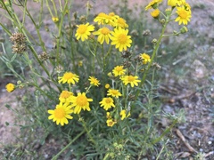Senecio brigalowensis