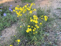 Senecio brigalowensis