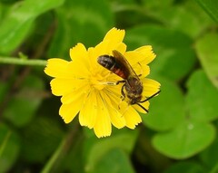 Sphecodogastra