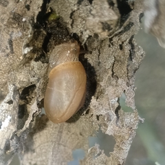 Bradybaena similaris