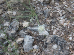 Cephalaria leucantha