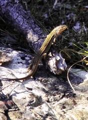 Podarcis melisellensis