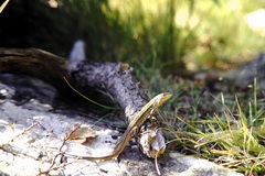 Podarcis melisellensis