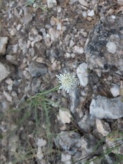 Cephalaria leucantha