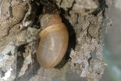 Bradybaena similaris