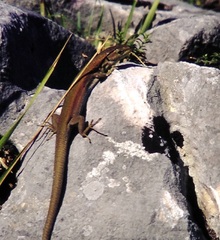Podarcis melisellensis