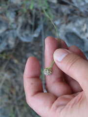 Cephalaria leucantha