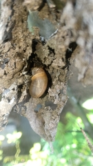 Bradybaena similaris