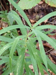 Polygonatum verticillatum