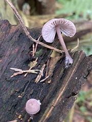 Mycena rubromarginata