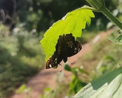 Caprona ransonnettii