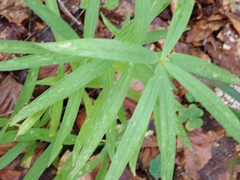 Polygonatum verticillatum