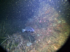 Sciaena umbra