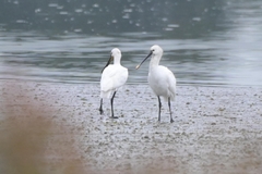 Platalea leucorodia