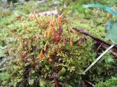 Bryum