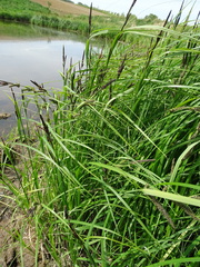 Carex acuta