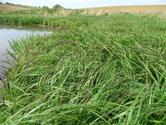 Carex acuta