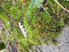 Bryum