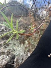 Euphorbia dendroides