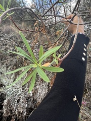 Euphorbia dendroides