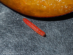 Grapholita funebrana