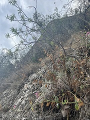 Euphorbia dendroides