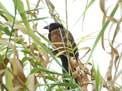 Centropus bengalensis