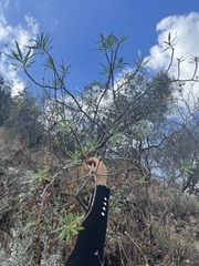 Euphorbia dendroides