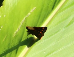 Taractrocerini