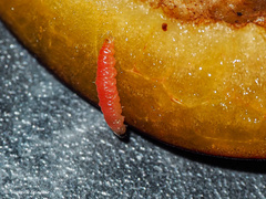 Grapholita funebrana