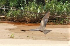 Milvus migrans parasitus