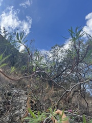 Euphorbia dendroides