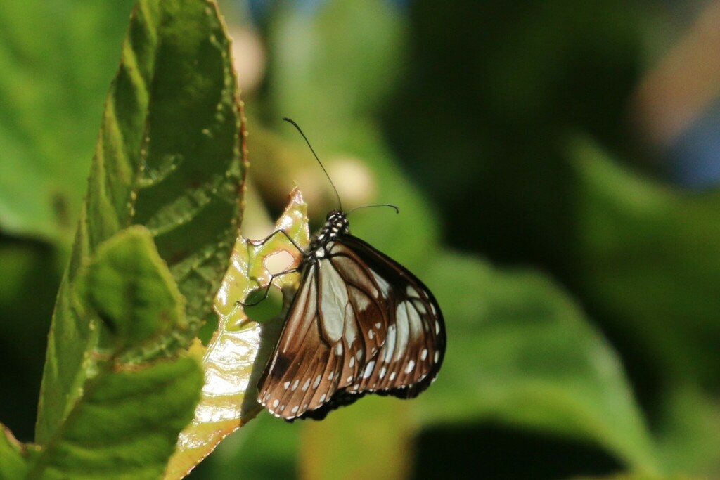 Parantica pseudomelaneus