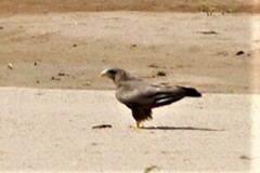 Milvus migrans parasitus