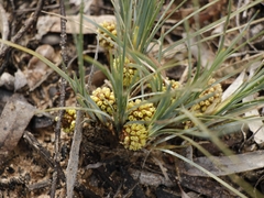 Lomandra collina