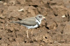Charadrius tricollaris