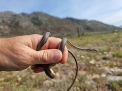 Psammophis notostictus